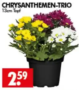 Wreesmann CHRYSANTHEMEN-TRIO Angebot