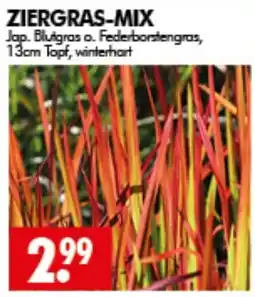 Wreesmann ZIERGRAS-MIX Angebot