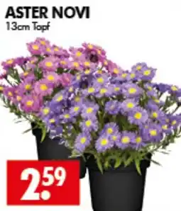 Wreesmann ASTER NOVI Angebot
