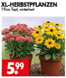 Wreesmann XL-HERBSTPFLANZEN Angebot