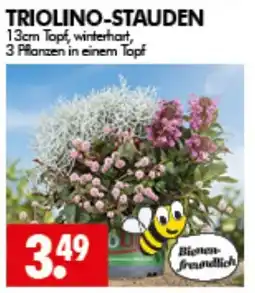 Wreesmann TRIOLINO-STAUDEN Angebot