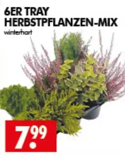 Wreesmann HERBSTPFLANZEN-MIX Angebot