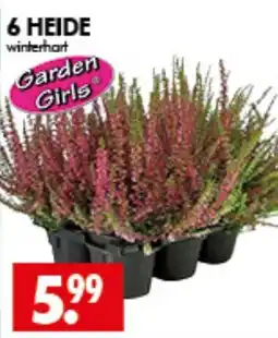Wreesmann 6 HEIDE winterhart Garden Girls® Angebot