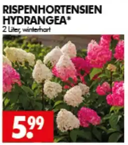 Wreesmann RISPHORTENSIESEN HYDRANGEA* Angebot