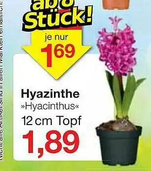 Jawoll Hyazinthe »hyacinthus« Angebot