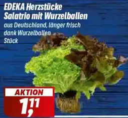 Simmel EDEKA Herzstücke Salatrio mit Wurzelballen Angebot