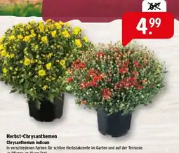 Raiffeisen Markt Herbst-Chrysanthemen Angebot