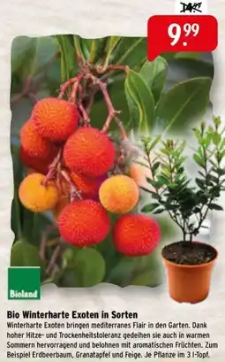 Raiffeisen Markt Bio Winterharte Exoten in Sorten Angebot
