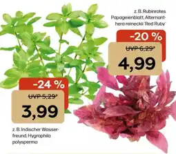 Zoo & Co Indischer Wasserfreund, Hygrophila polysperma Angebot
