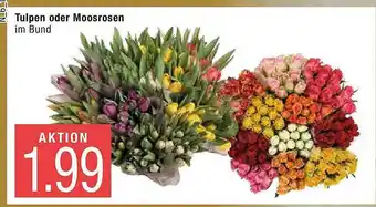 Marktkauf Tulpen Oder Moosrosen Angebot