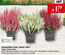 Raiffeisen Markt Knospenblüher-Heide ,,Beauty Ladies" Angebot