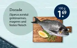 V Markt Dorade (Sparus aurata) Angebot