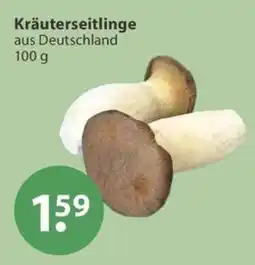 V Markt Kräuterseitlinge Angebot