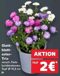 Kaufland Glattblattaster Trio Angebot