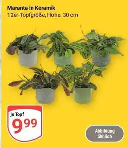Globus Maranta in Keramik Angebot