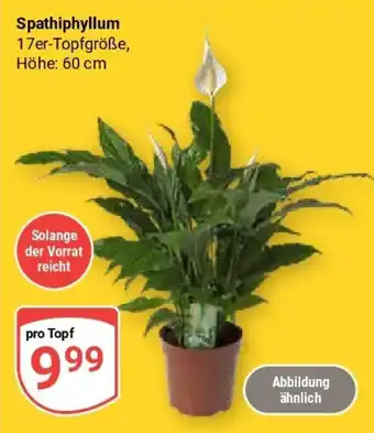 Globus Spathiphyllum Angebot