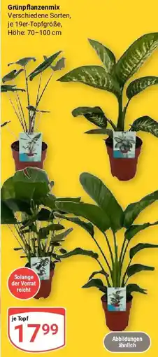 Globus Grünpflanzenmix Angebot