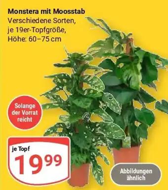 Globus Monstera mit Moosstab Angebot
