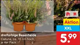 Netto Marken-Discount dreifarbig Besenheide Angebot