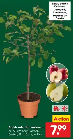 Netto Marken-Discount Apfel oder Birnenbaum Angebot