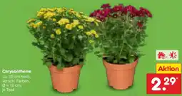 Netto Marken-Discount Chrysantheme Angebot