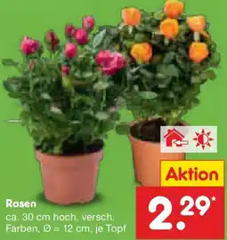 Netto Marken-Discount Rosen Angebot