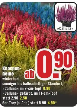B1 Discount Baumarkt Calluna Angebot