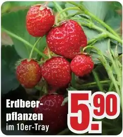 B1 Discount Baumarkt Erdbeer-pflanzen Angebot