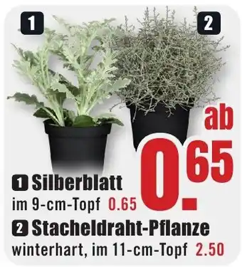 B1 Discount Baumarkt Silberblatt Angebot