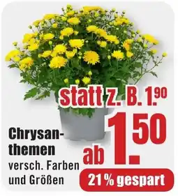 B1 Discount Baumarkt Chrysanthemen Angebot