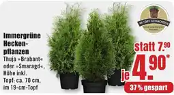 B1 Discount Baumarkt Immergrüne Heckenpflanzen Thuja »Brabant« oder »Smaragd« Angebot