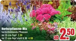 B1 Discount Baumarkt Herbstpflanzen-Mix Angebot