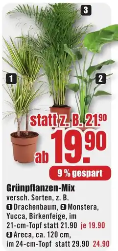 B1 Discount Baumarkt Grünpflanzen-Mix Angebot