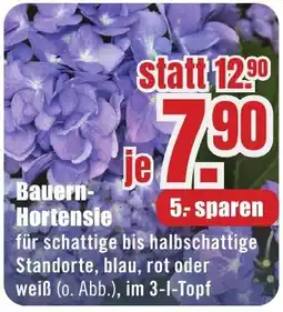 B1 Discount Baumarkt Bauern-Hortensie Angebot