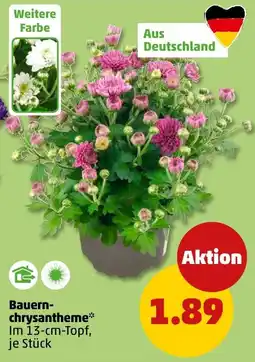PENNY Bauern-chrysantheme* Angebot
