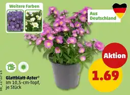 PENNY Glattblatt-Aster* Angebot