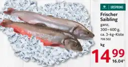 Selgros Frischer Saibling Angebot