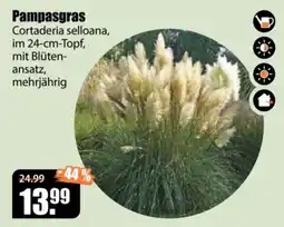 V Baumarkt Pampasgras Cortaderia selloana Angebot