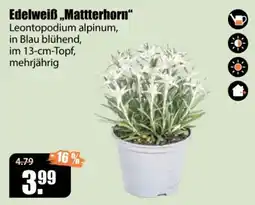V Baumarkt Edelweiß „Matterhorn“ Angebot