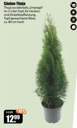 V Baumarkt Säulen-Thuja Angebot
