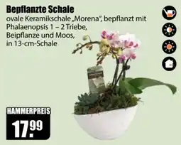 V Baumarkt Bepflanzte Schale Angebot