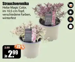 V Baumarkt Strauchveronika Hebe Magic Color Angebot