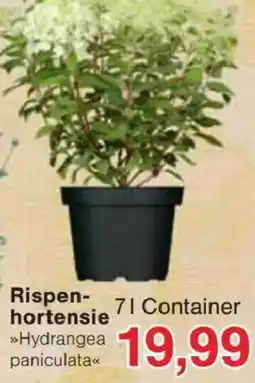 Jawoll Rispenhortensie »Hydrangea paniculata« Angebot