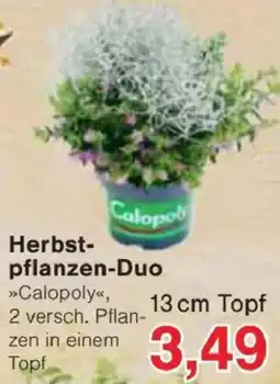 Jawoll Herbst-pflanzen-Duo »Calopoly« Angebot