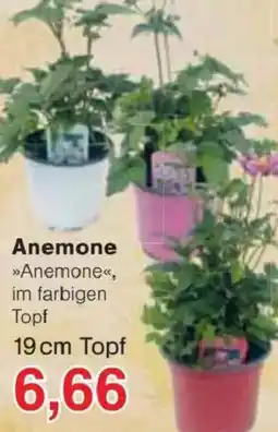 Jawoll Anemone »Anemone« Angebot