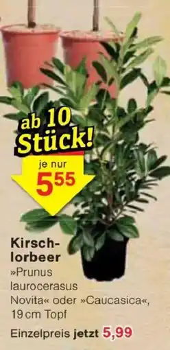Jawoll Kirsch-lorbeer Angebot