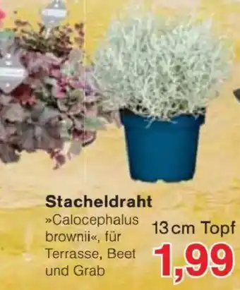 Jawoll Stacheldraht »Calocephalus brownii« Angebot