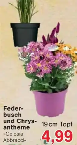 Jawoll Federbusch und Chrysantheme »Celosia Abbracci« Angebot