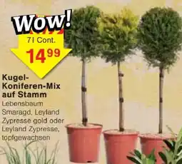 Jawoll Kugel-Koniferen-Mix auf Stamm Angebot