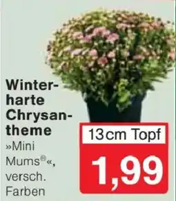 Jawoll Winterharte Chrysanthemen »Mini Mums®« Angebot